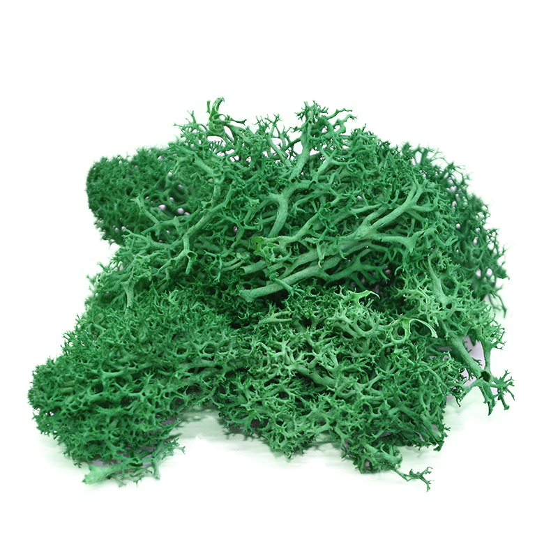 20g Diy Natural Moss Artificial Plant For Home Garden Eternal Landscape Decoration And Flower Craft Material - 12