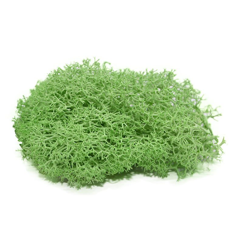 20g Diy Natural Moss Artificial Plant For Home Garden Eternal Landscape Decoration And Flower Craft Material - 10