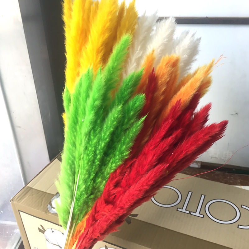 Natural Dried Small Pampas Grass 15pcs Phragmites Artificial Plants For Elegant Home Decoration - 5