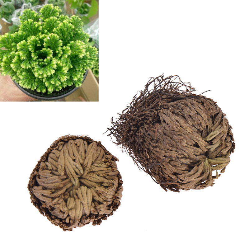 Magic Resurrection Plant Multisize Rose Air Fern Selaginella Moss For Home Decoration Air Purification - 1