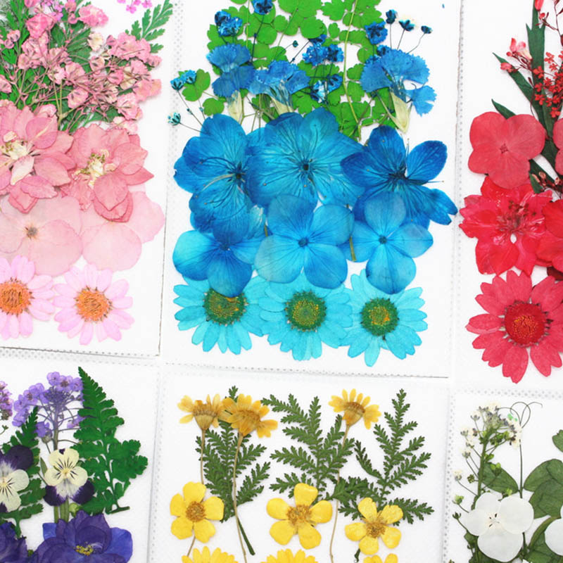 1521pcs Diy Preserved Mini Dried Flowers Bagged Pressed Floral Decorations For Home And Crafts - 16