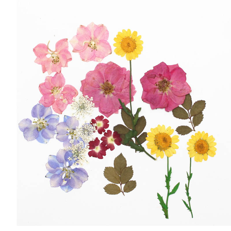 1521pcs Diy Preserved Mini Dried Flowers Bagged Pressed Floral Decorations For Home And Crafts - 5