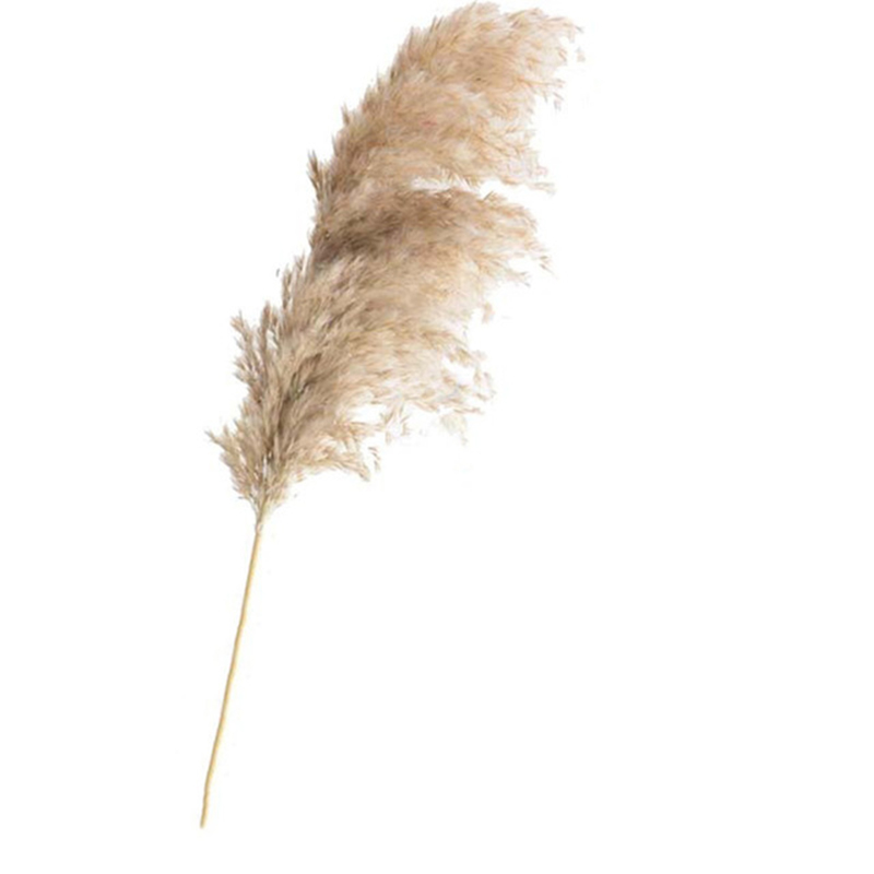 20 Piece Natural Dried Pampas Grass Bunch For Wedding Dcor Raw Color Home Accent Reed Flowers - 1