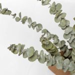 Natural Dried Flowers Eucalyptus Leaf Decor House Table Landscaping Fake Diy Palnt Wedding Party Home Decoration - 4