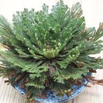 Dry Selaginella Plant Magic Resurrection Rose Of Jericho Dinosaur Air Fern Moss 1pc Water - 5